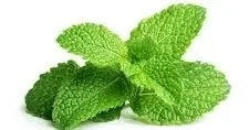 Aceite de menta