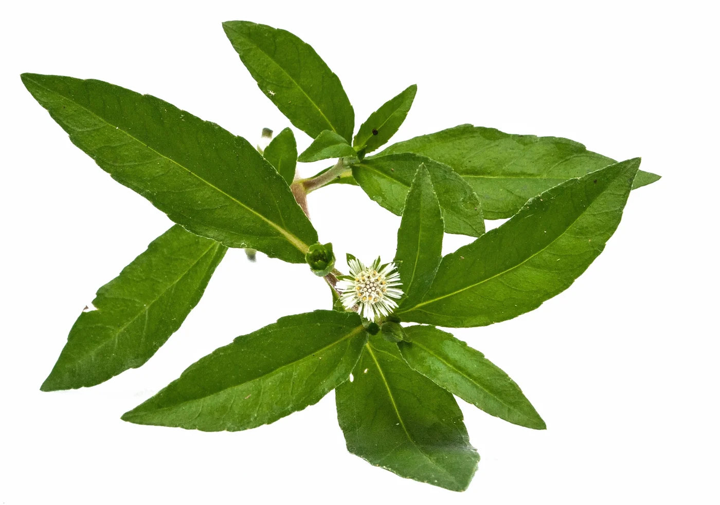 Aceite de bhringraj