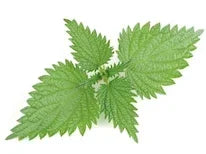 Aceite de ortiga