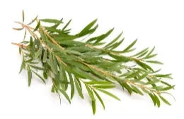 Aceite de romero